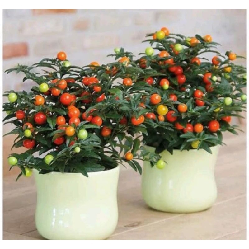 Tanaman Hias Tomat Krismil - tanaman Tomat Hias