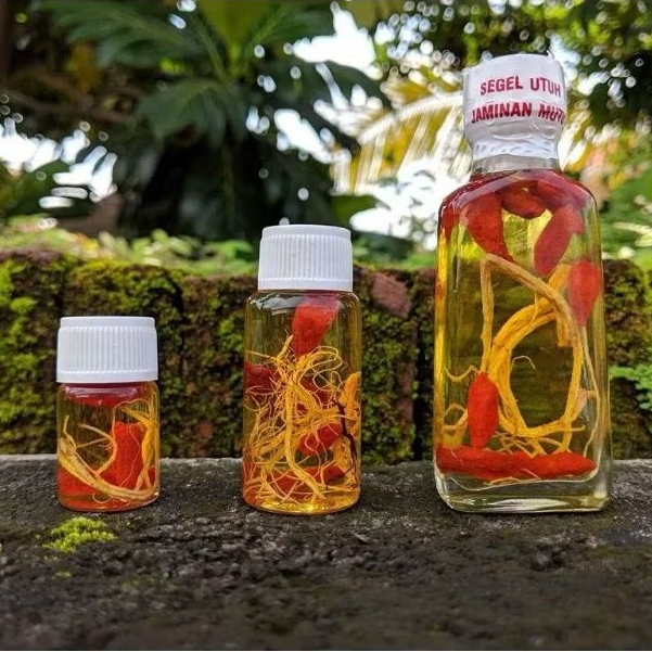 MINYAK BULUS GINSENG MERAH 100℅ ASLI