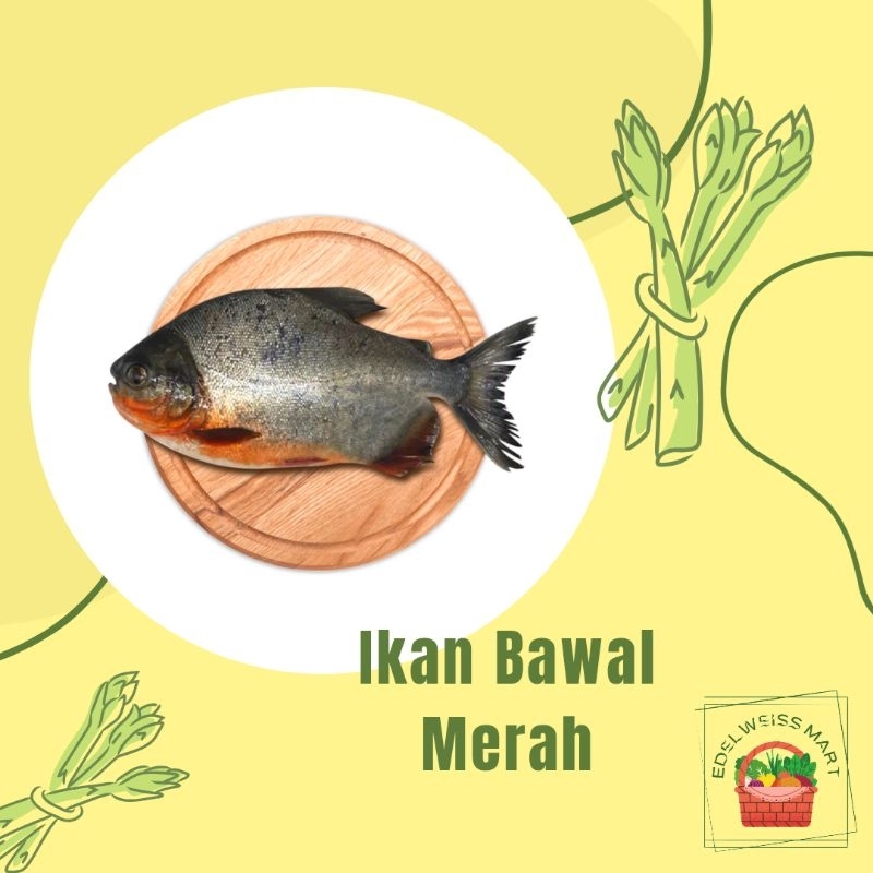 

IKAN BAWAL MERAH/IKAN BAWAL SEGAR +-500g (FRESH) - INSTANT SEMARANG