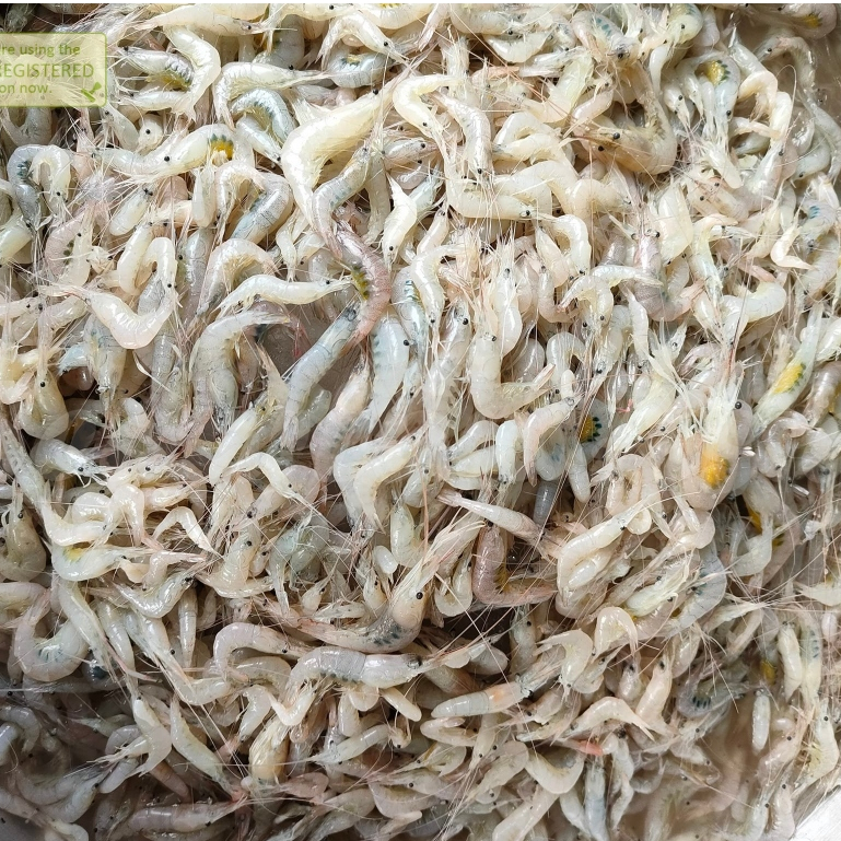 

Udang Vaname Kecil Baby Udang Vaname Segar Seafood Udang Segar 1Kg