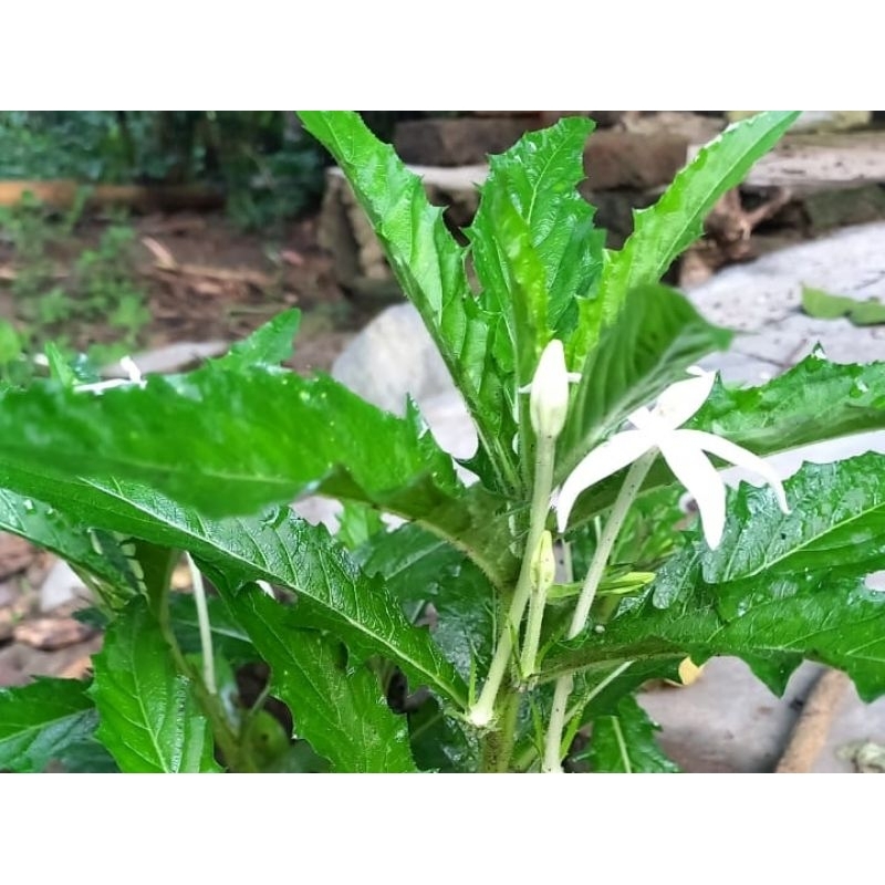 

Bunga korejat / kitolod / Bunga katarak