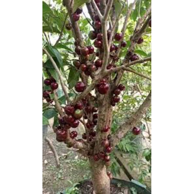 

anggur pohon escarlate