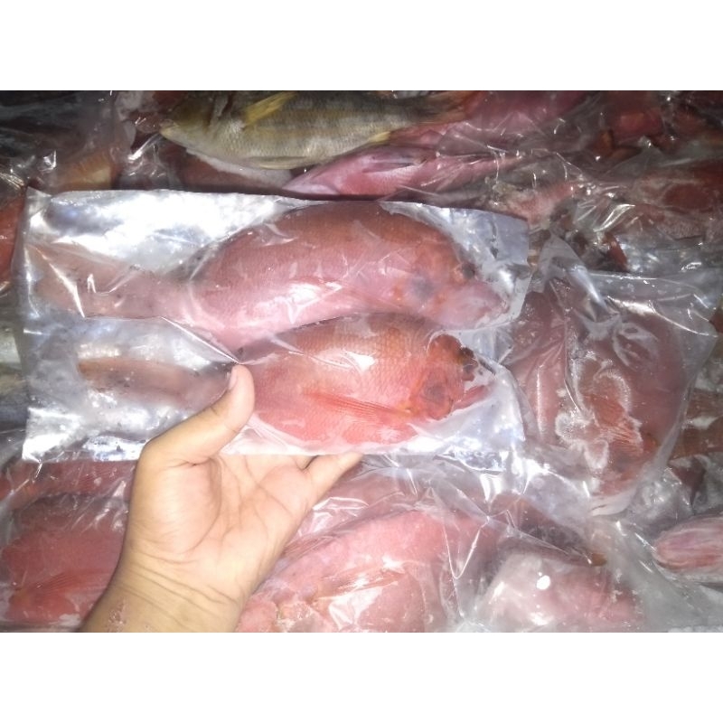 

Kakap Merah (250 gr)/ Ikan Karang/ Ikan Fresh Frozen/ Ikan Laut Dalam/ Ikan Laut/ Gemarikan/ Ikan Malang Selatan