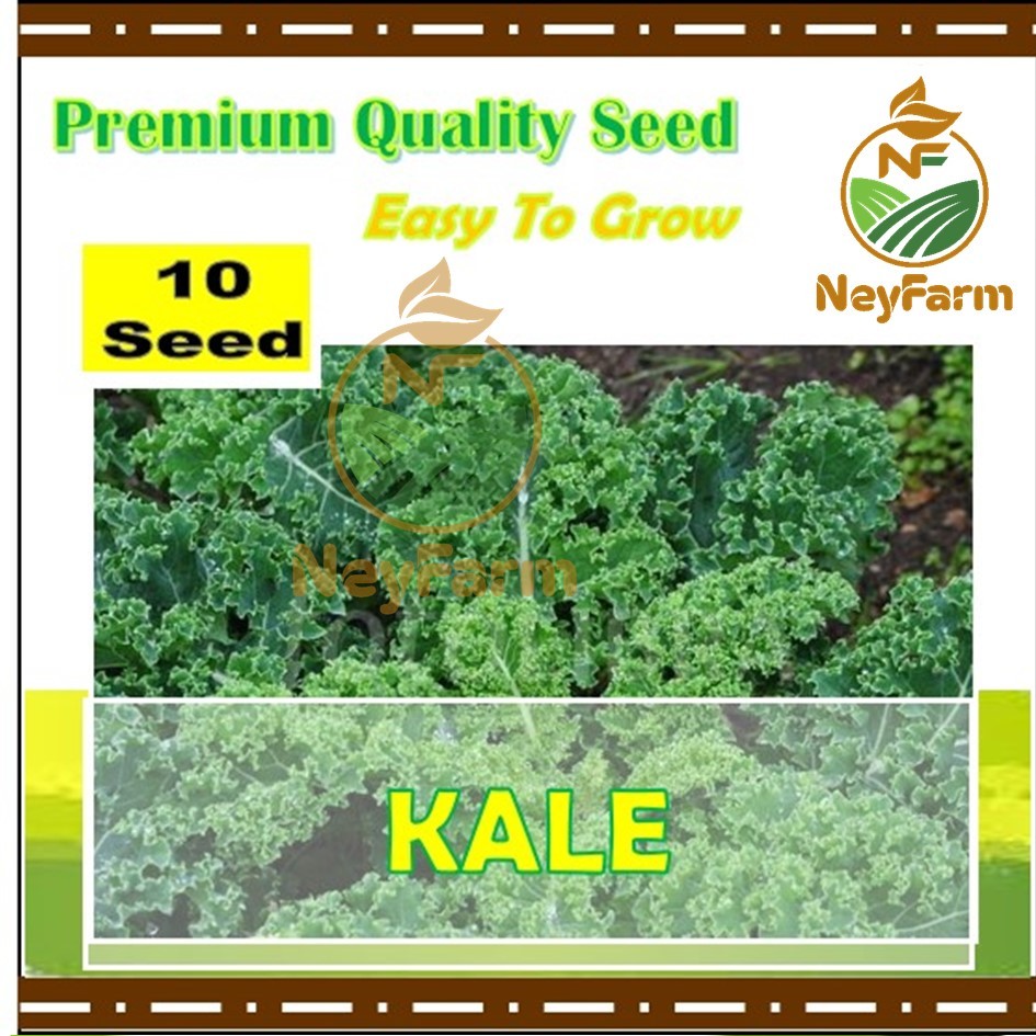 10 Biji Benih Kale Sayuran Daun Kale Leoni MH F1 Benih Sayur Berkualitas