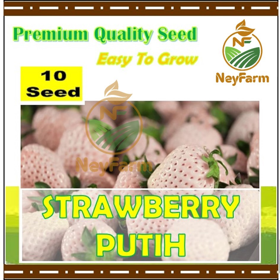 10 Biji Benih Strawberry Putih Buah Strawberry Putih Leoni MH F1 Benih Buah Berkualitas