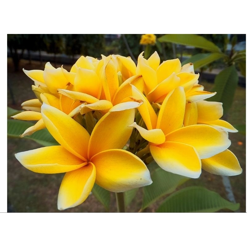 Kamboja Cendana / Kamboja Bali Kuning