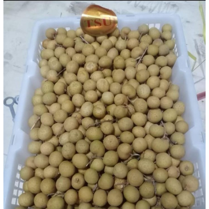 

BACA DESKRIPSI - KELENGKENG - marketkitabali