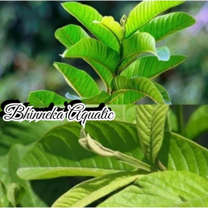 

Daun Jambu Tanaman Herbal Segar Klutuk Murah Ekonomis