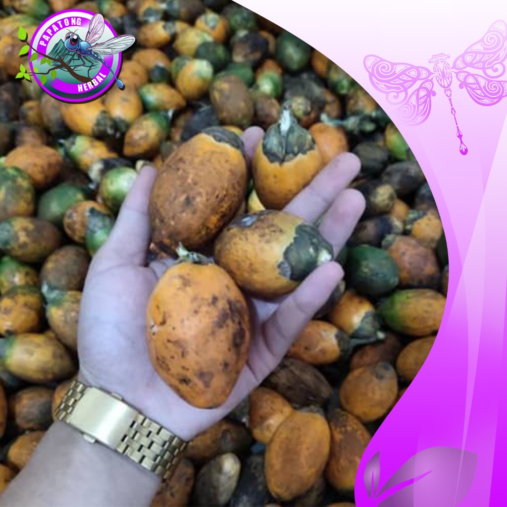 

BUAH PINANG TUA / BUAH JAMBE TUA 1 KG - PAPATONG HERBAL