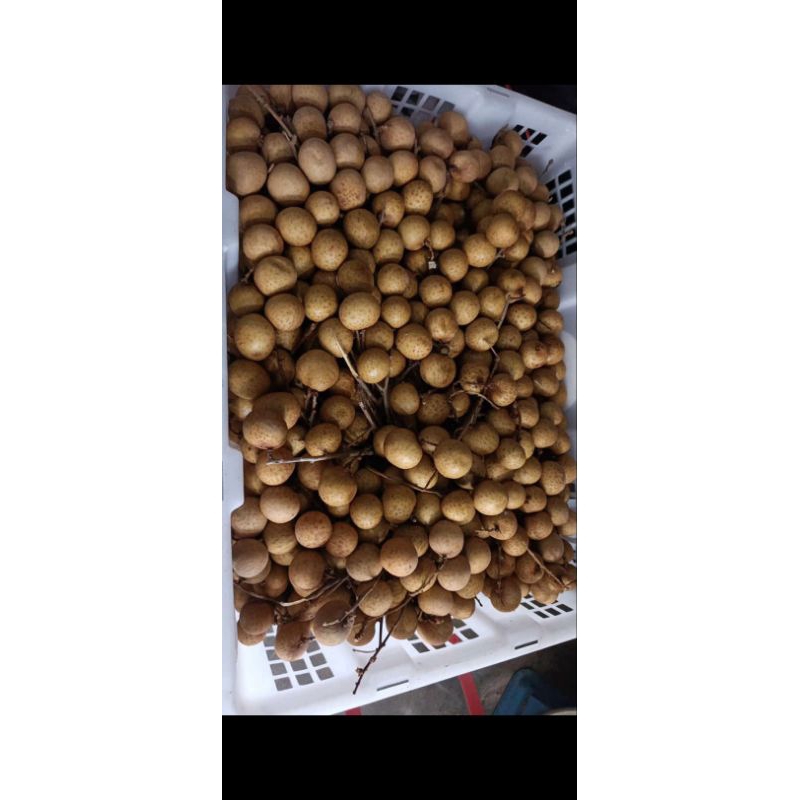 

kelengkeng