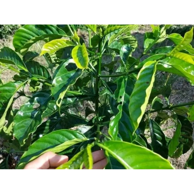 ENTRES KOPi  BRAZiL SUPER 100,000 25 ENTRES