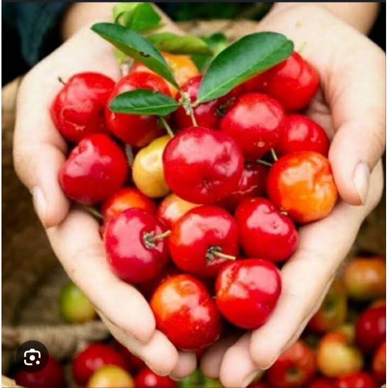 ceri Sianci indukan btg besar Berbuah rimbun 5kg