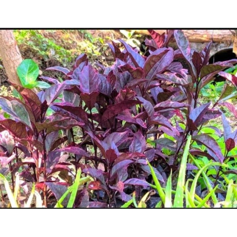 Bibit Tanaman Herbal Daun Ungu