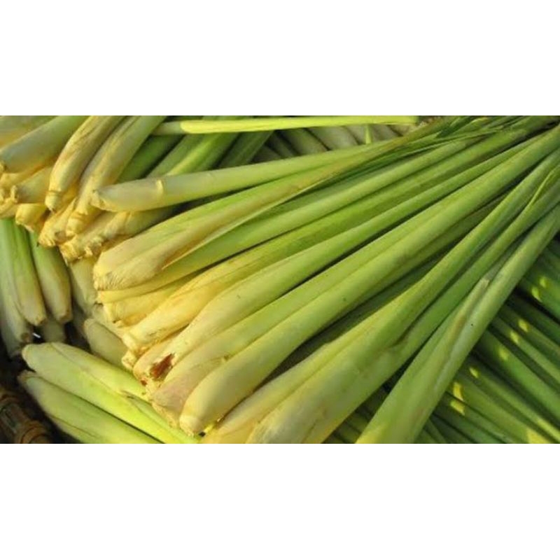 

sereh bumbu masak/sereh/bumbu masak/kaldu masak/sereh segar