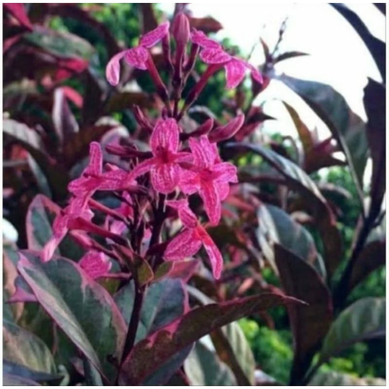 Melati jepang bunga merah