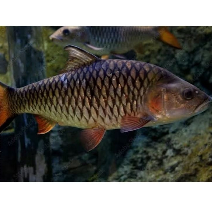 

sticker HAMPALA JUMBO 27-30CM