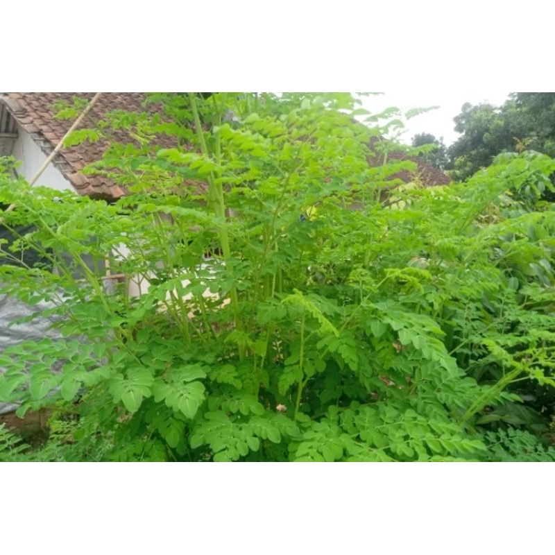 

DAUN KELOR 250g