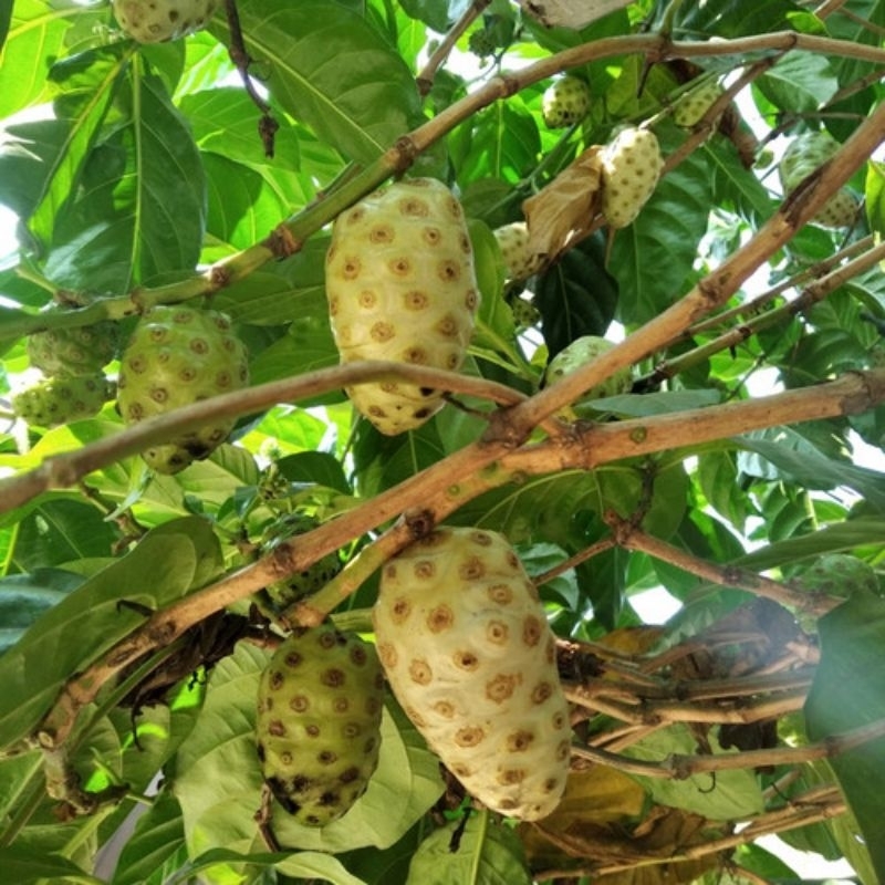 

BUAH MENGKUDU FRESH 500G