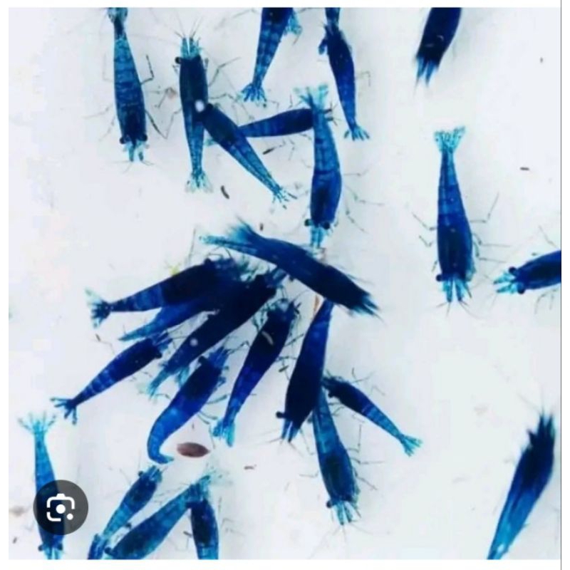 

blue diamond shrimp