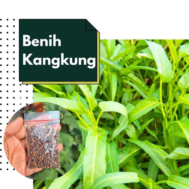 Benih Kangkung Murah/Benih Kangkung Isi Banyak/Benih Kangkung Darat Kangkung Air