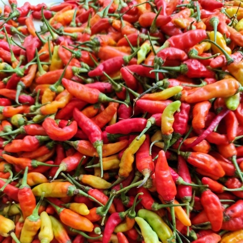 

Cabe Rawit prentol merah Banyuwangi 500gram