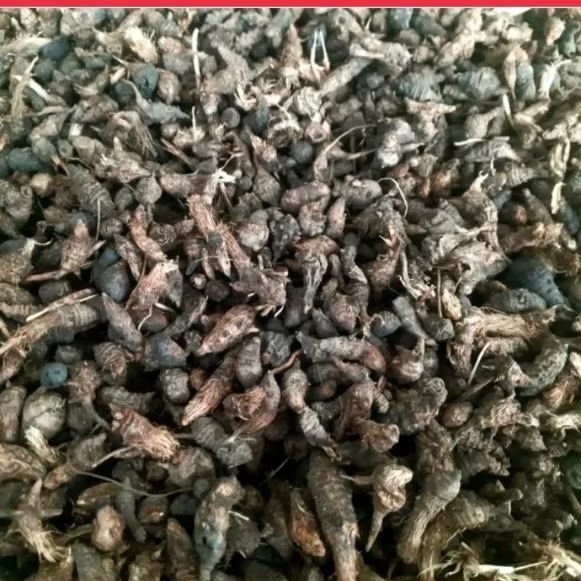 

Umbi rumput teki/rimpang suket teki kering original 500gram murah