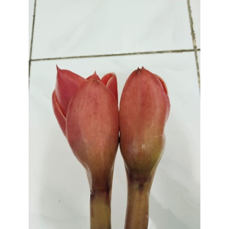 

kecomrang merah segar 1 pcs