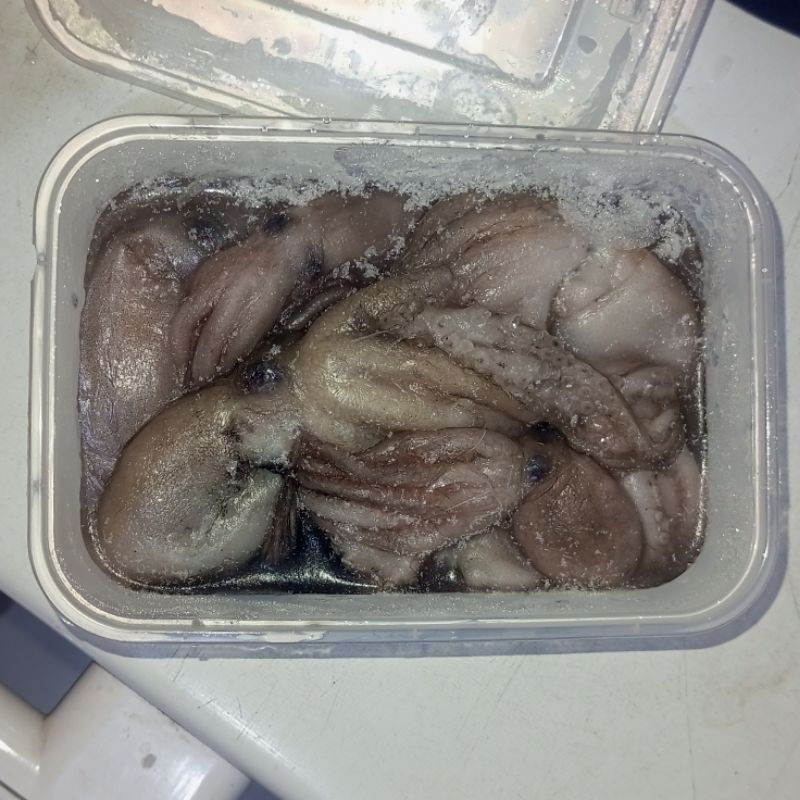 

Baby Octopus / Gurita Baby / Gurita Kecil.