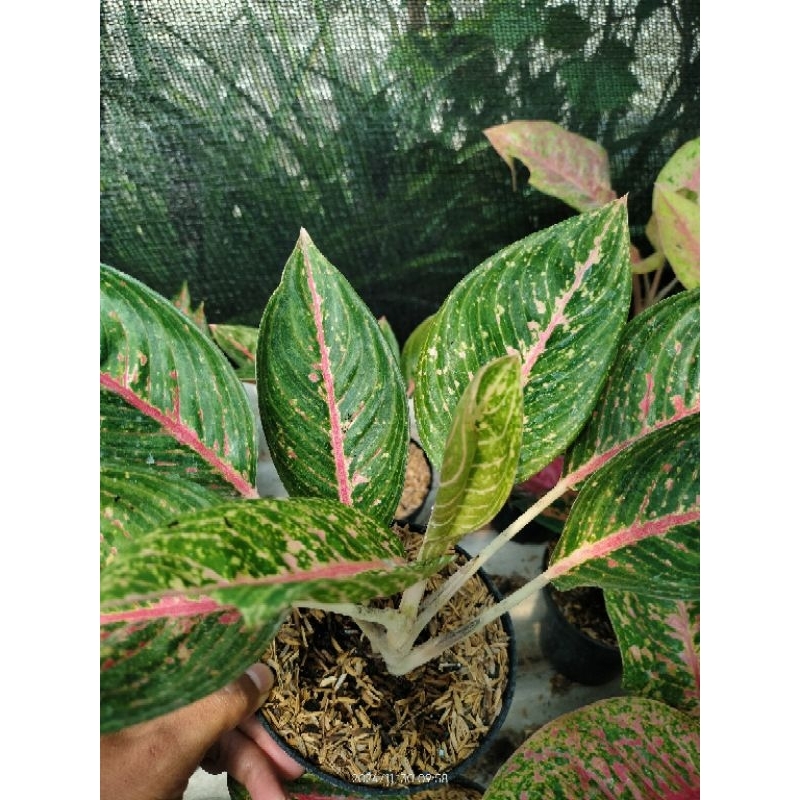 aglonema green legacy