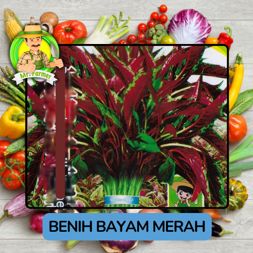 Benih Sayuran Bayam Benih Sayuran