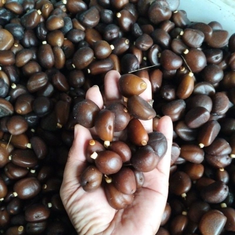 

Bijisalakpondokfreshpaket500gr