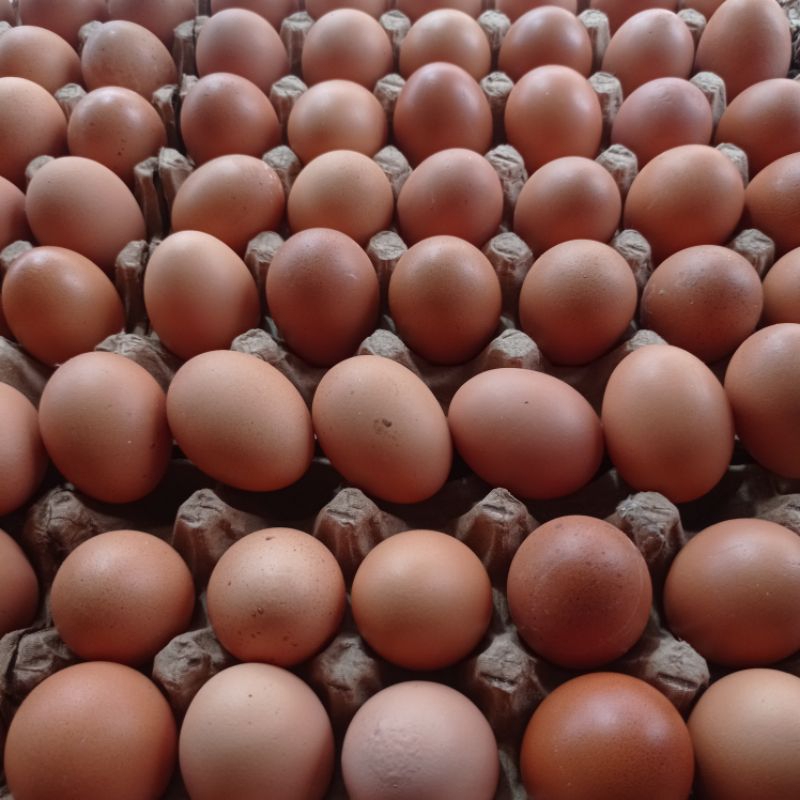 

TELUR AYAM NEGERI 1 KG