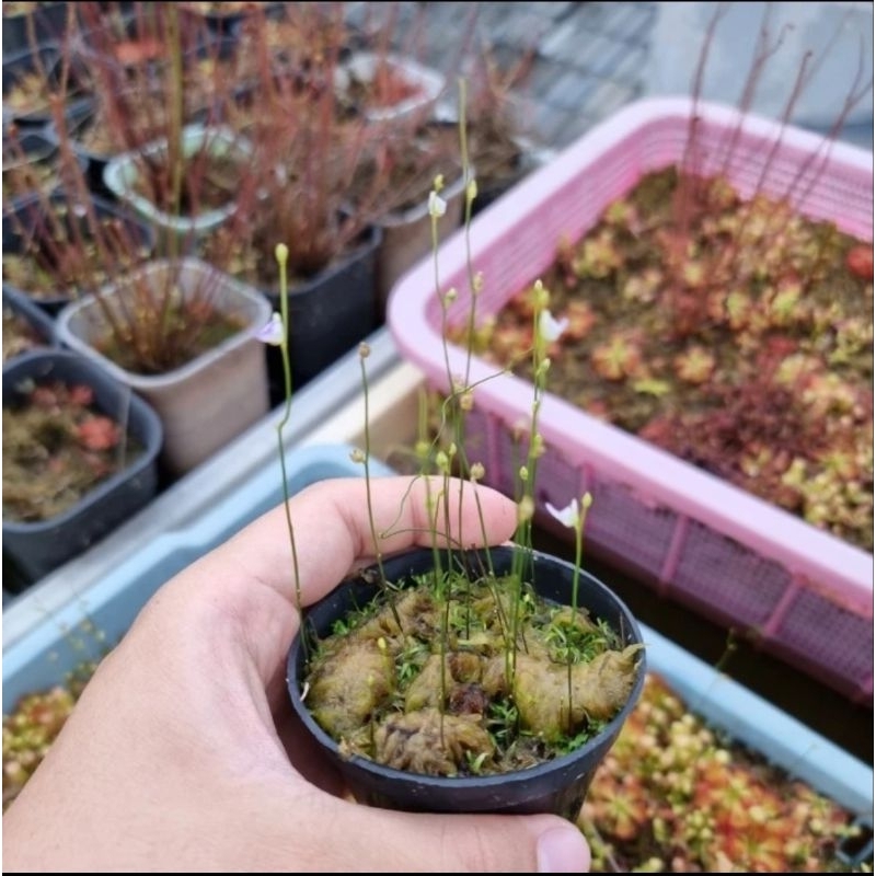 Utricularia Arenaria Tanaman Karnivora Pemakan uget-uget jentik nyamuk