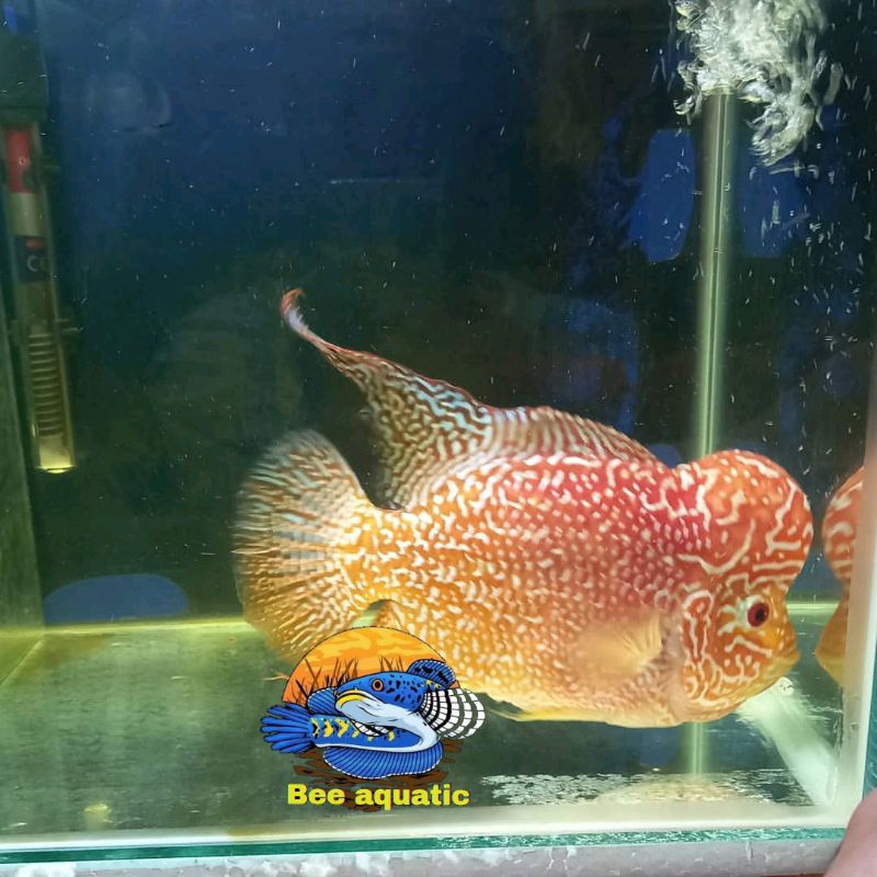 full pelet gb lohan louhan Gb kuning burayak aksesoris aquarium