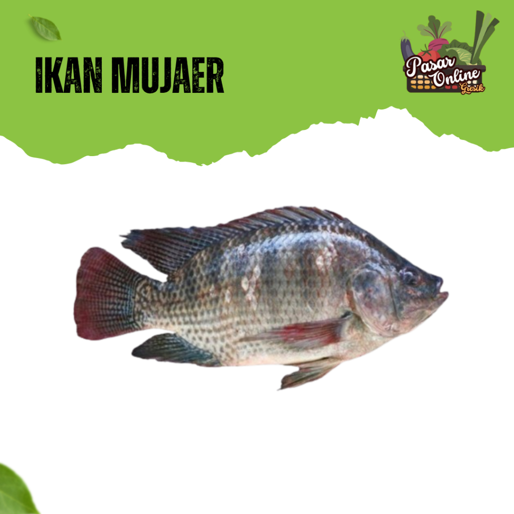 

IKAN MUJAER / MUJAIR FRESH - 500GR