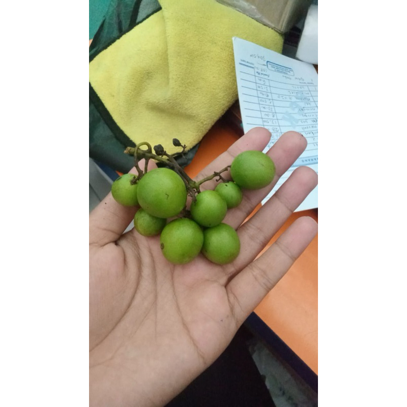 

buah gandaria