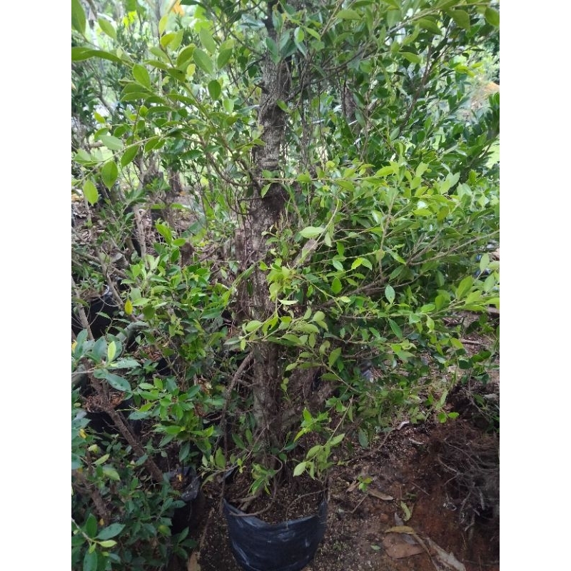 Bonsai Kimeng SIZE Jumbo uk 2meter