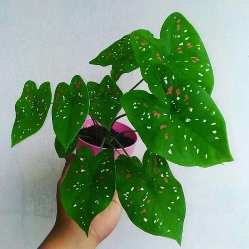 KELADI HIAS ,KELADI TRICOLOUR BINTIK MERAH