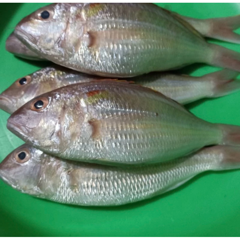 

Ikan Terisi Segar 1KG