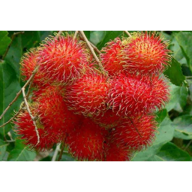 

Rambutan Binjai