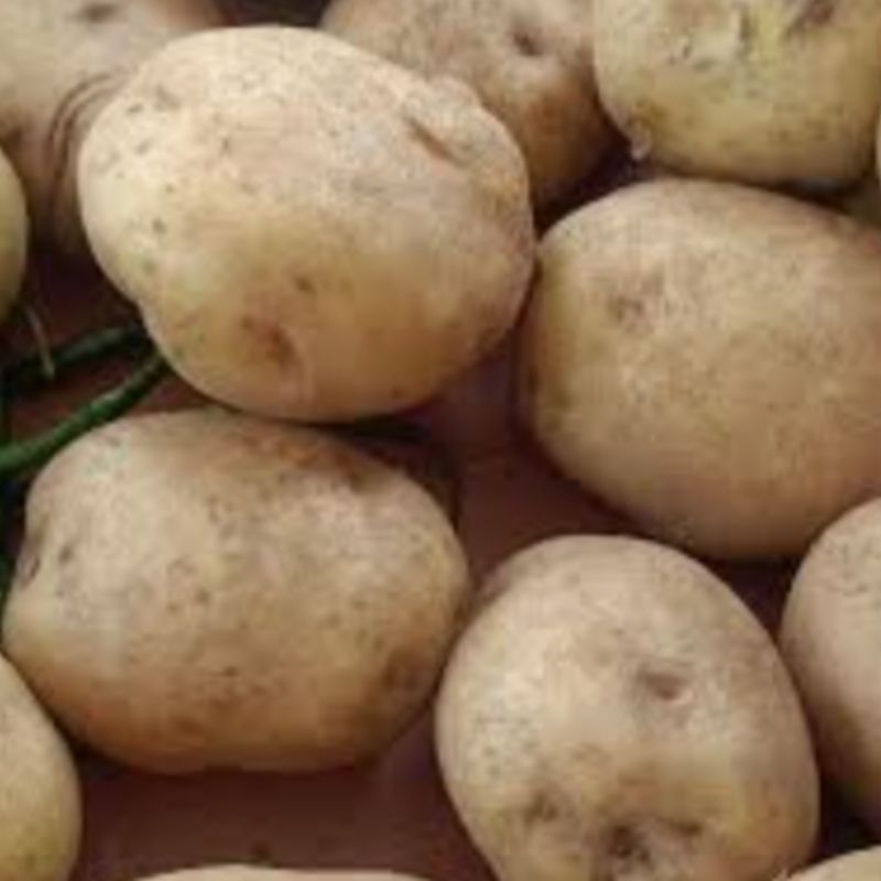 

KENTANG KUNING DAN BESAR RP 17.000 / kg