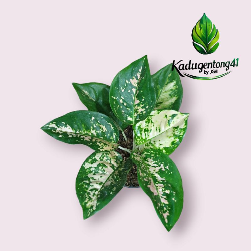 Aglonema Suksom White