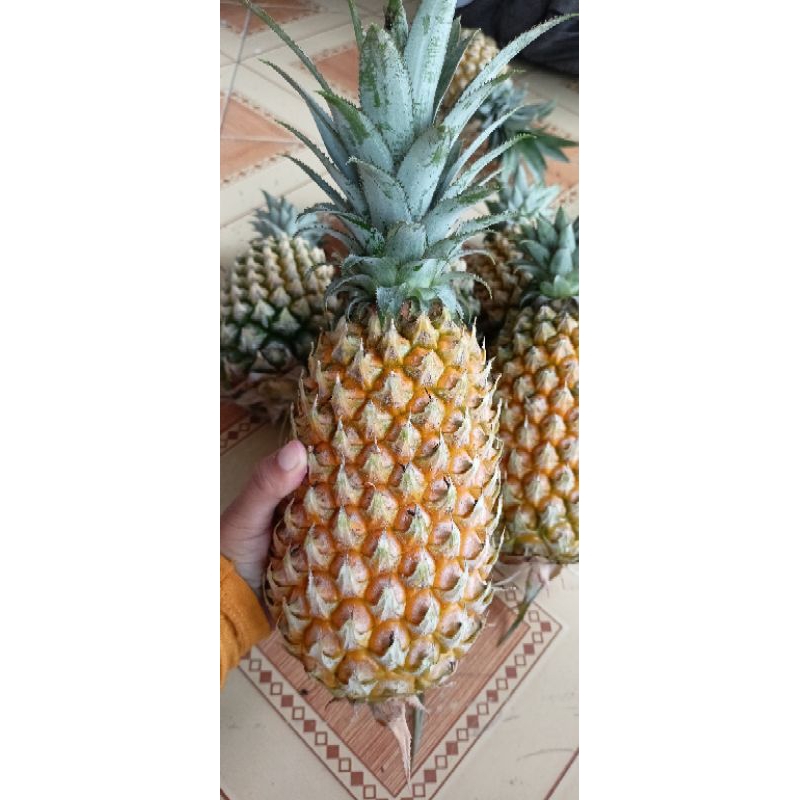 

Nanas madu Kelud grade A super berat 1kg lebih nanas honey fresh segar langsung dari petani