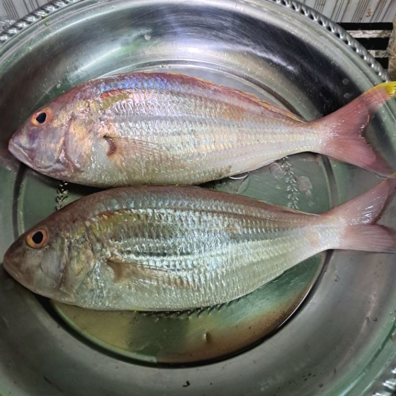 

Ikan Kuniran Fress 1/2kg