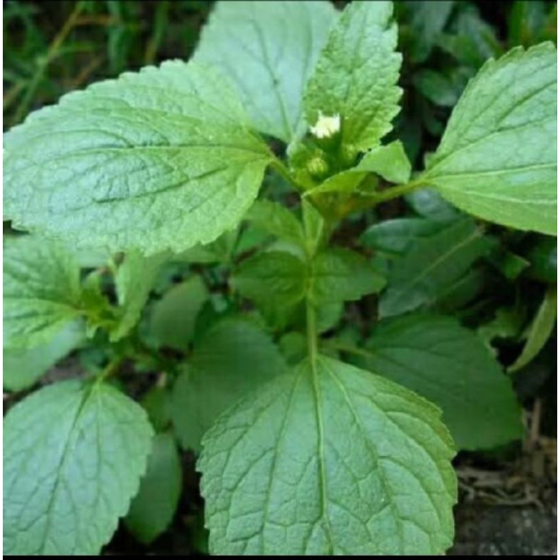 

Daun bandotan segar 1 kg obat herbal alami
