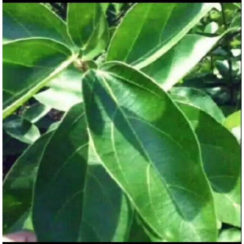 

Daun cingcau perdu segar per lembar