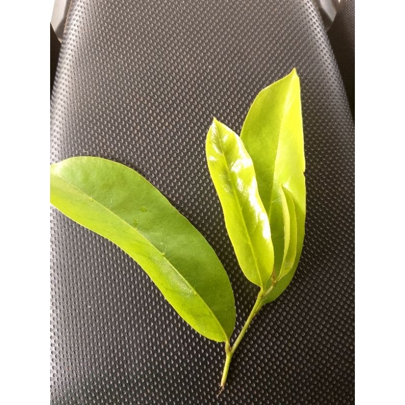 

Daun sirsak/sirkaya 100 lembar obat herbal kanker tumor