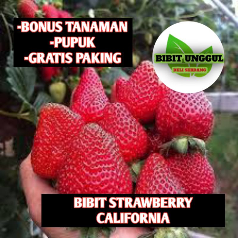 Bibit Strawberry California sudah berbunga / berbuah