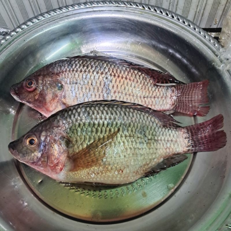 

Ikan Nila Fress 1/2kg
