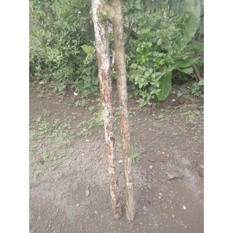 Kayu Walikukun Asli Bahan Tongkat Jalan Mimbar dll